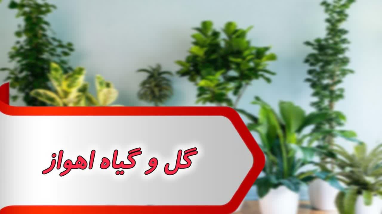 photo_2024-09-02_12-04-25 بانک شماره گل و گیاه اهواز